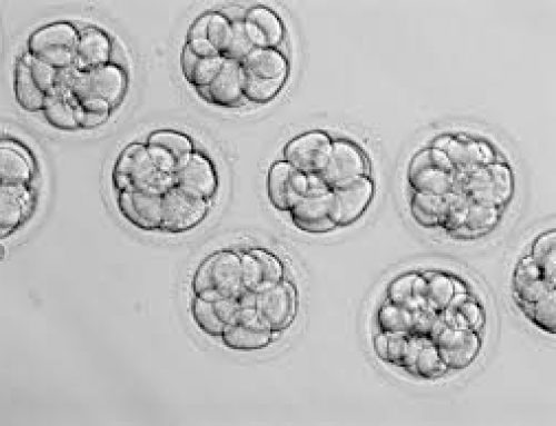 Ембриони – оценка на качеството